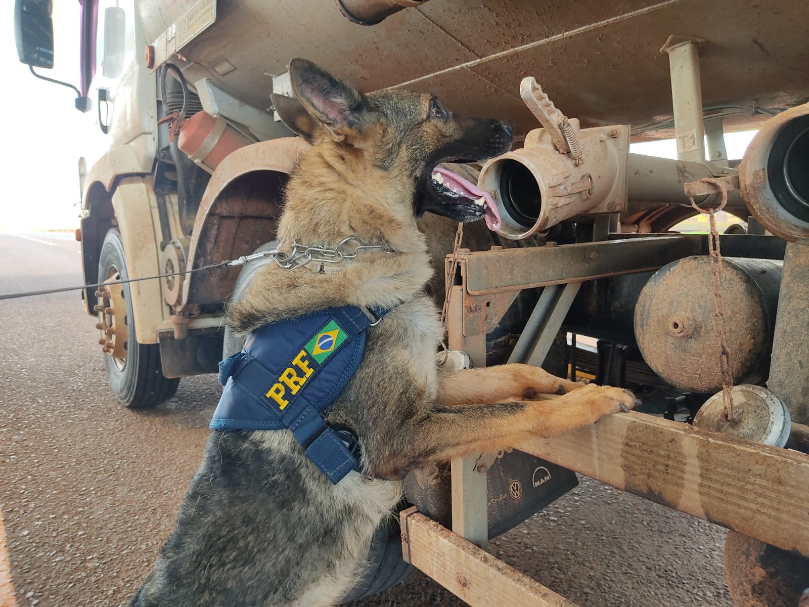 Cães farejadores localizaram a droga em caminhão tanque.